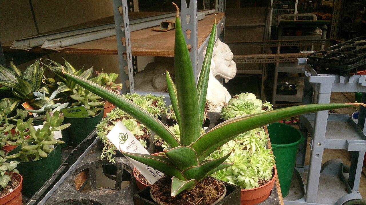 Sansevieria downsii