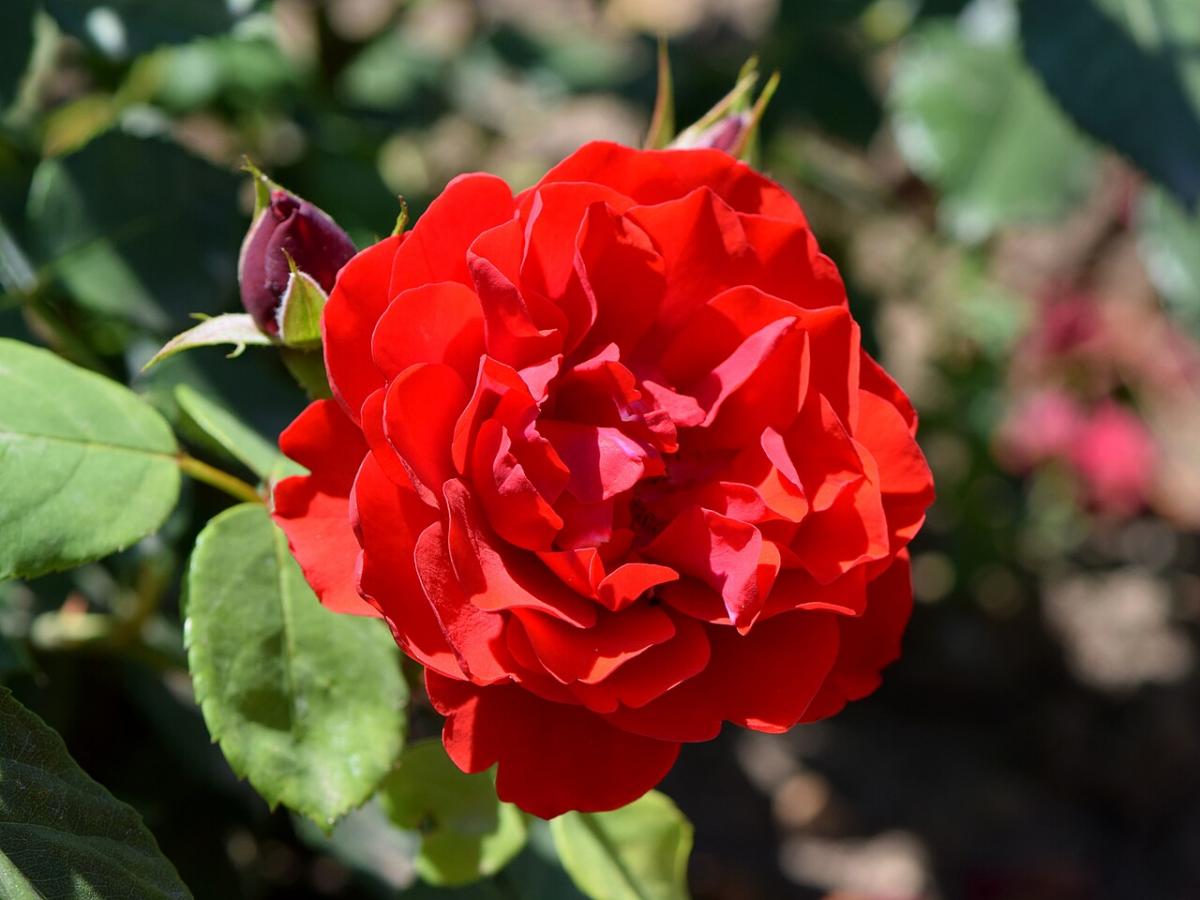 Rosier 'Schloss Mannheim'