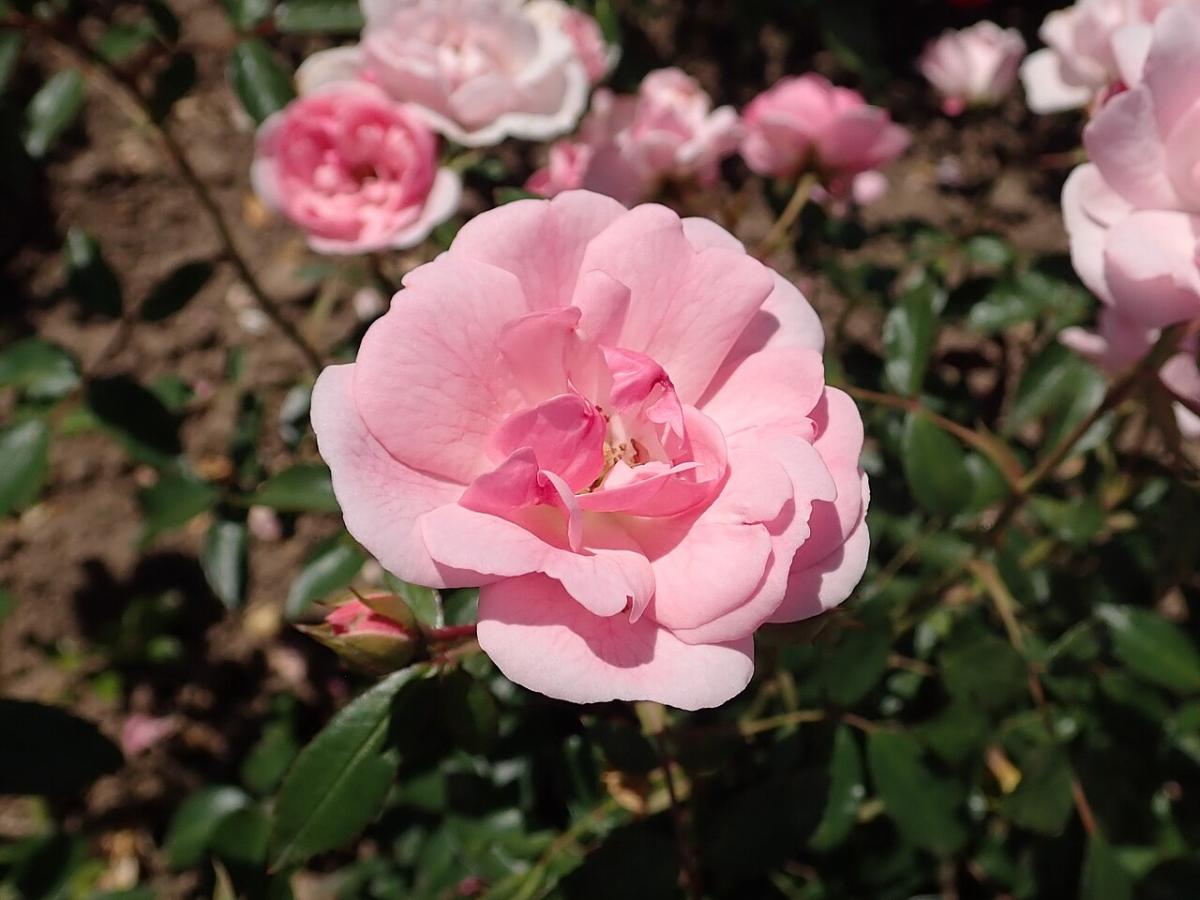 Rosier 'Schöne Dortmunderin'