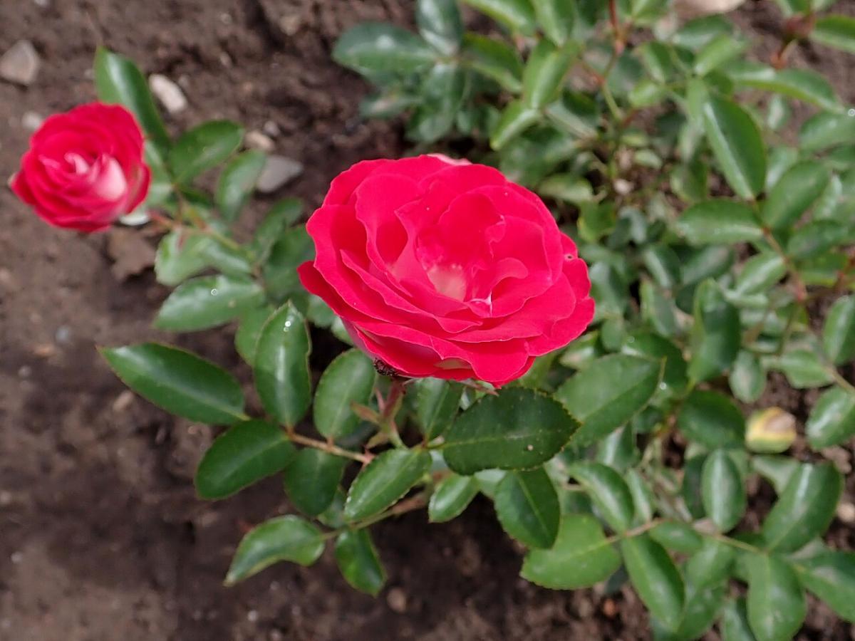 Rosier 'Schöne Koblenzerin'