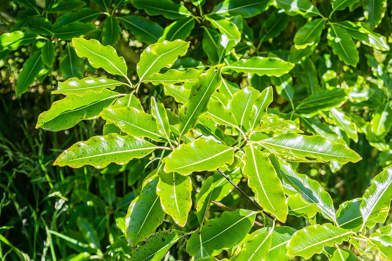 Pittospore eugenoides