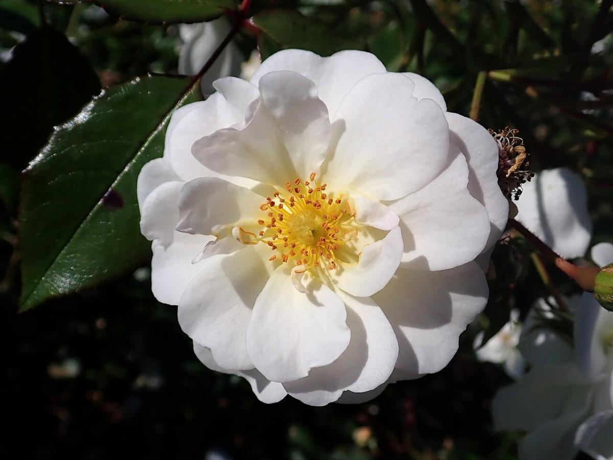 Rosier 'Schneekönigin'