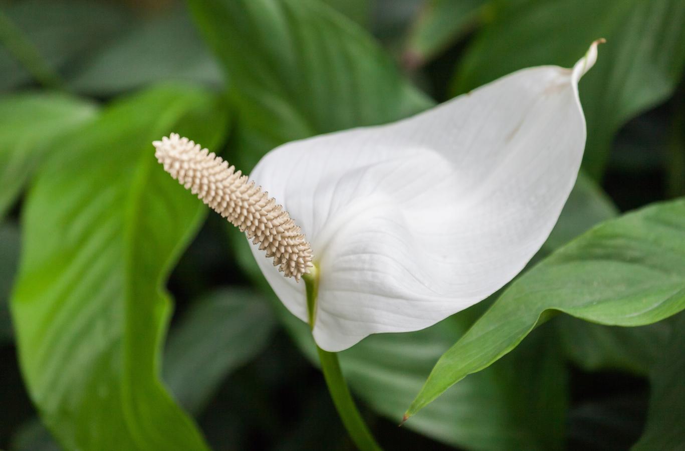 Spathiphyllum cochlearispathum