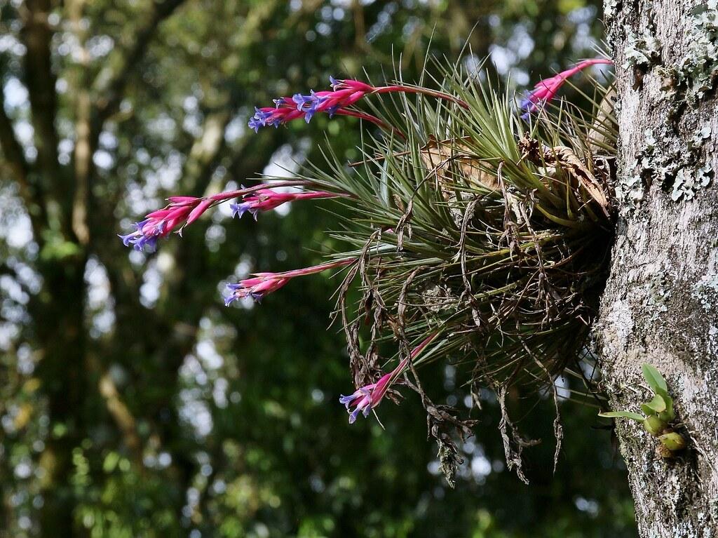 Tillandsia aeranthos