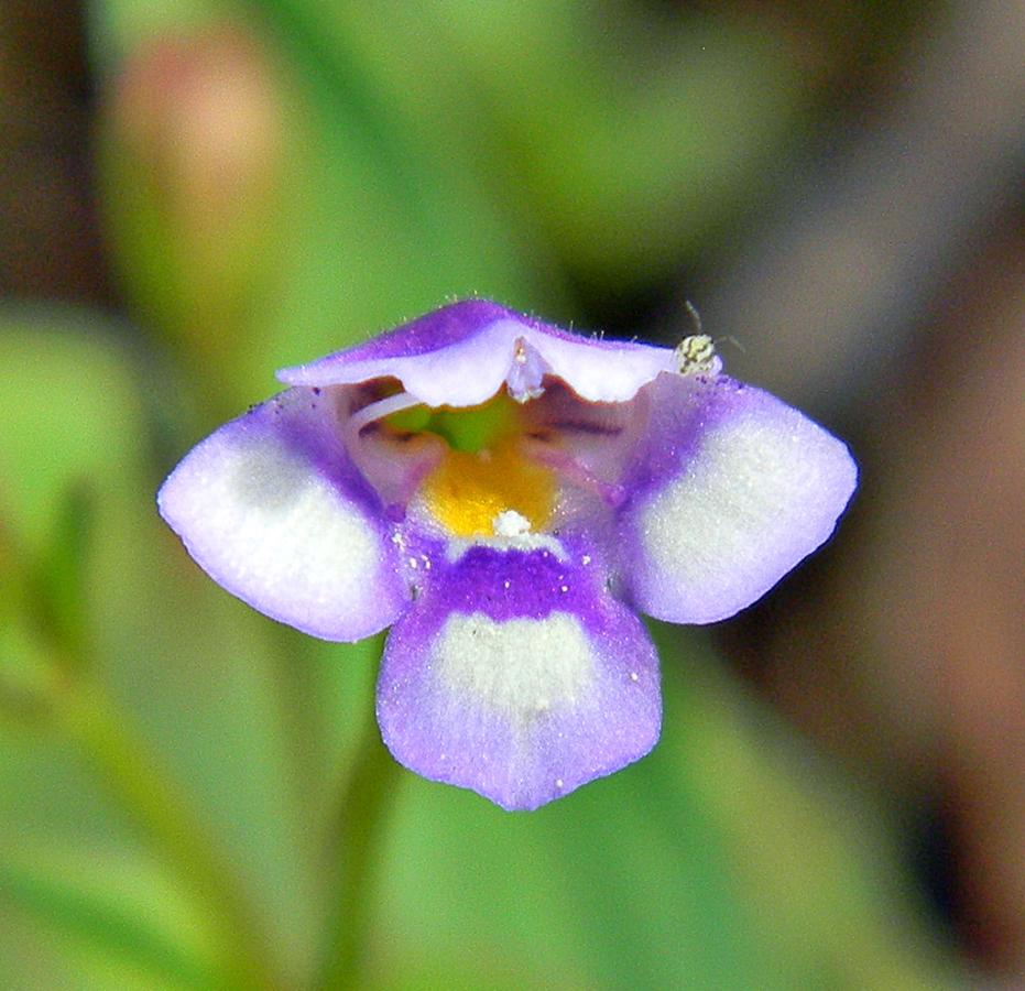 Tor&eacute;nie crustacea
