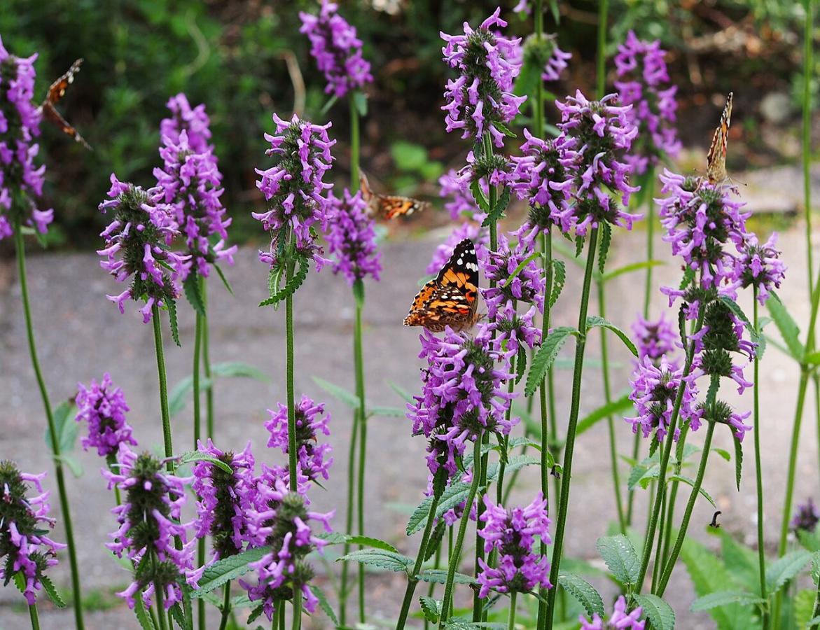 &Eacute;piaire officinale
