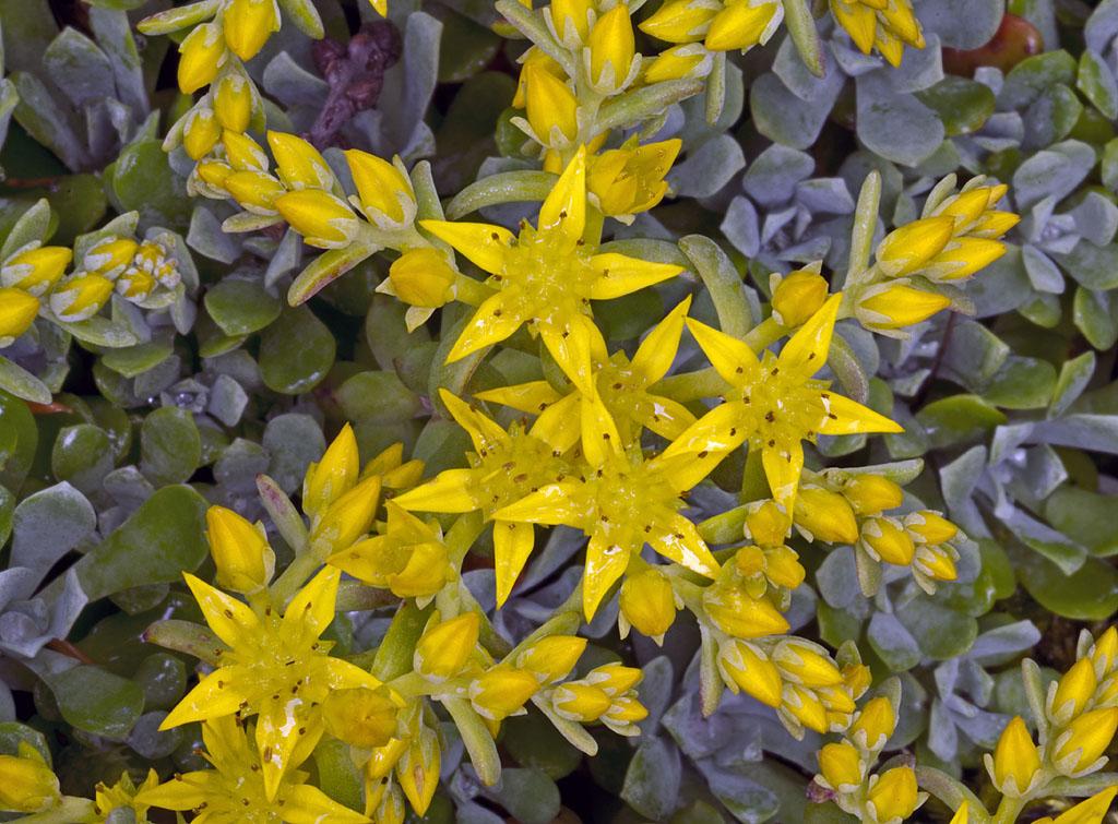 Orpin spatul&eacute;