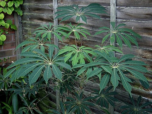 Schefflera de Taïwan