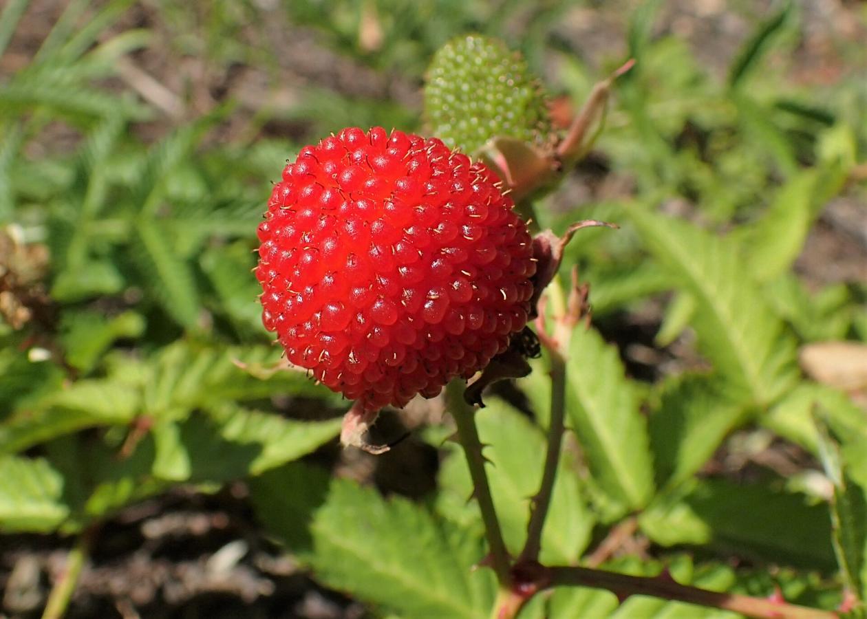 Framboisier fraise
