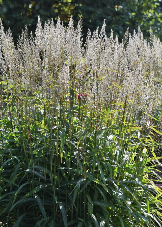 Spodiopogon de Sib&eacute;rie