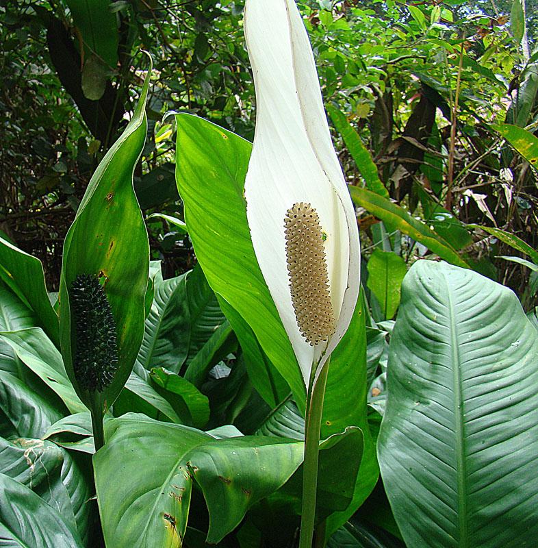 Spathiphyllum friedrichsthalii