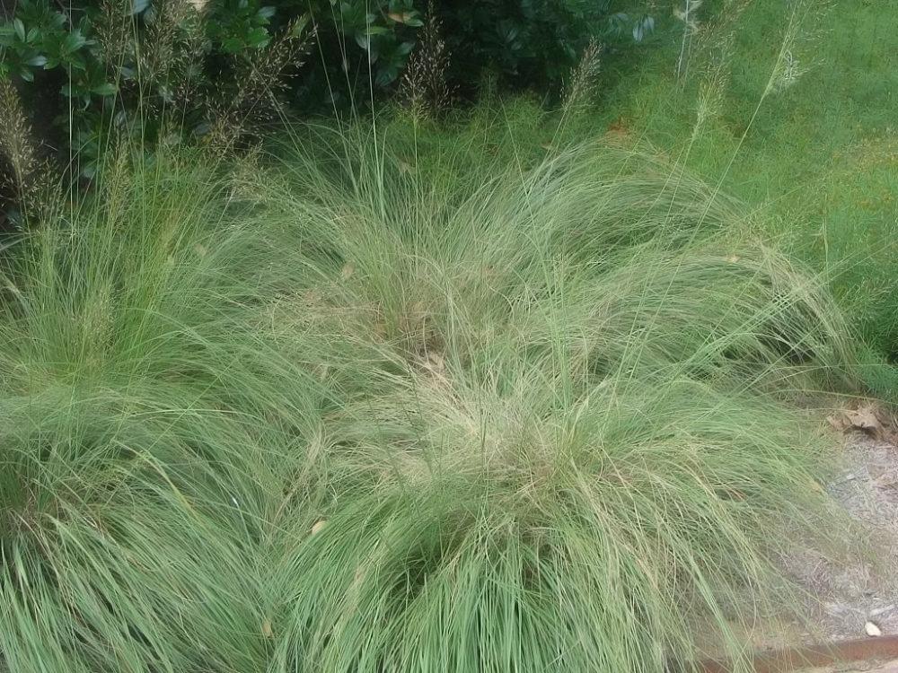 Sporobole &agrave; glumes in&eacute;gales