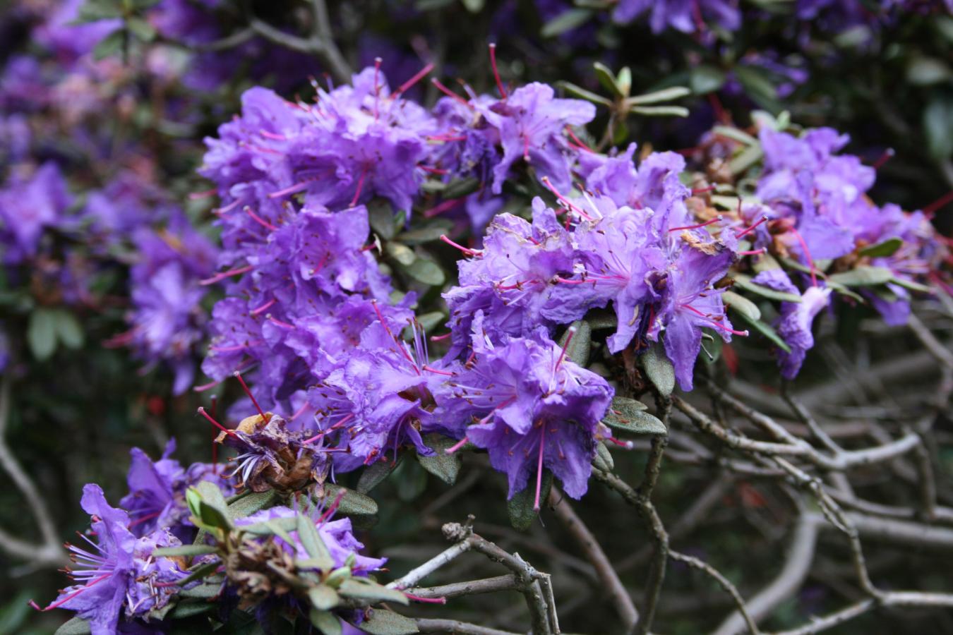 Rhododendron nain