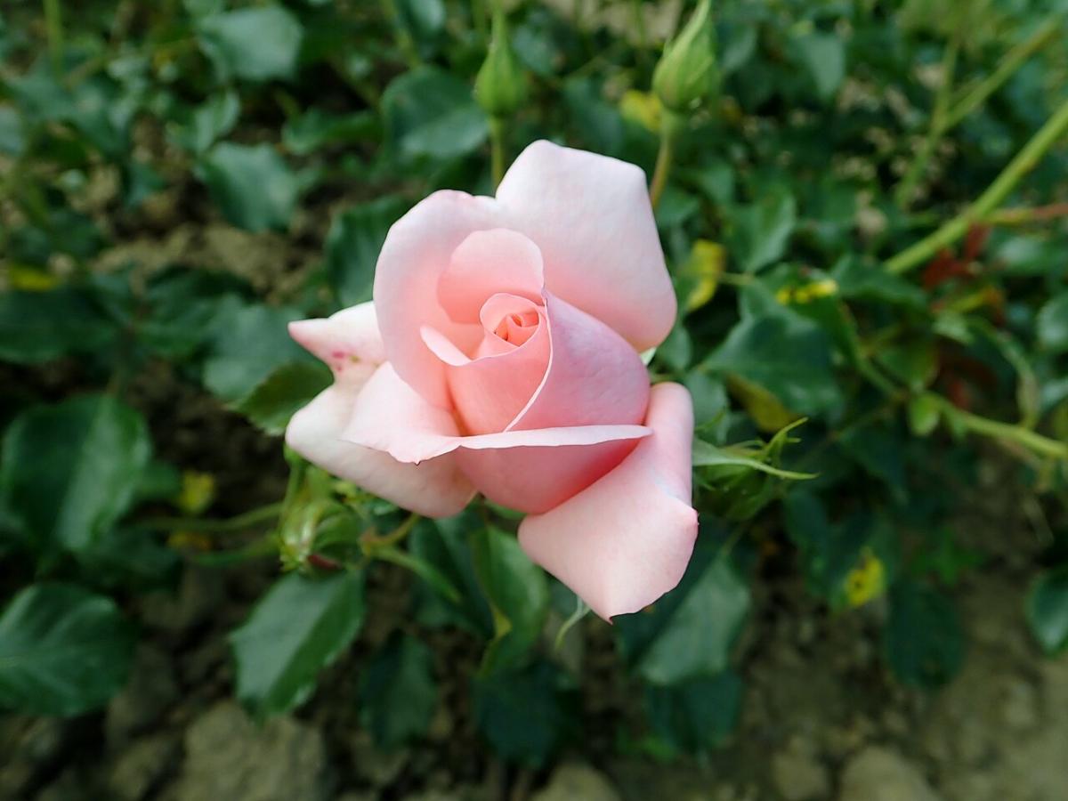 Rosier 'Vinesse'