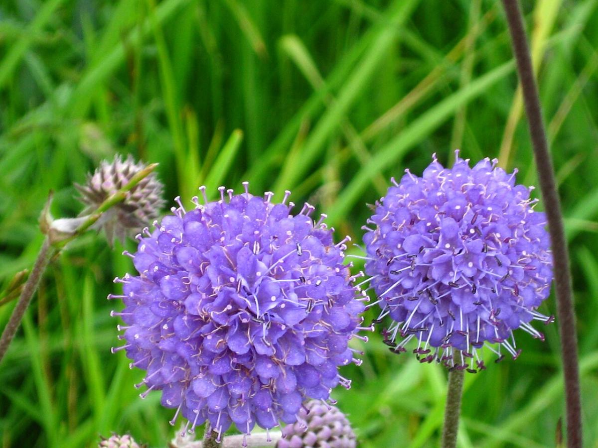 Succise des pr&eacute;s