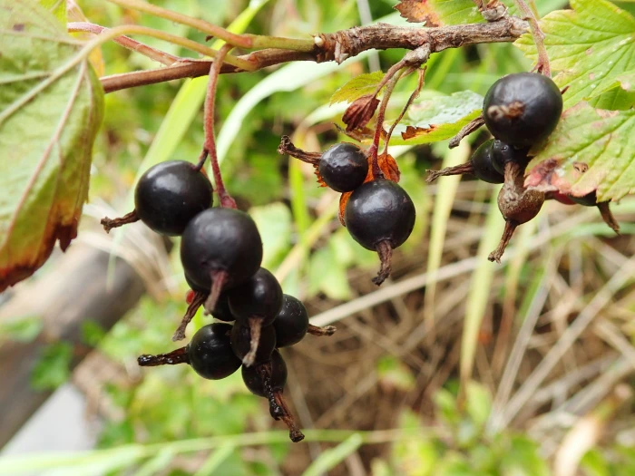 Groseillier d'Amérique