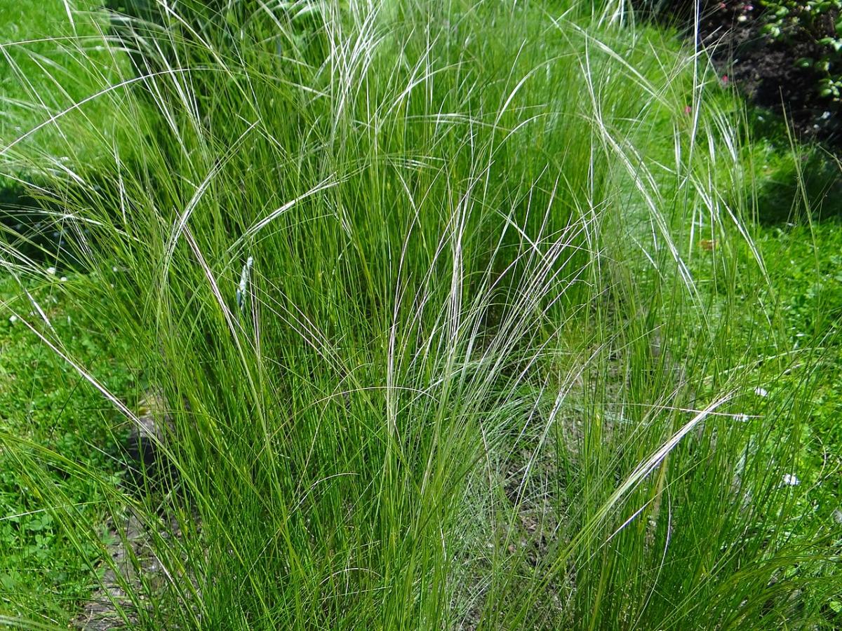 Stipa capillaire