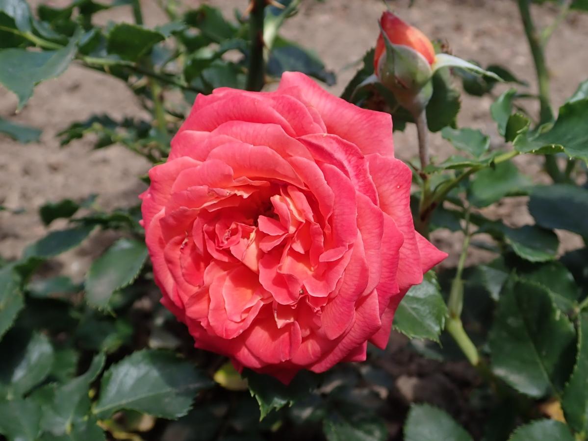 Rosier 'Vulcano'