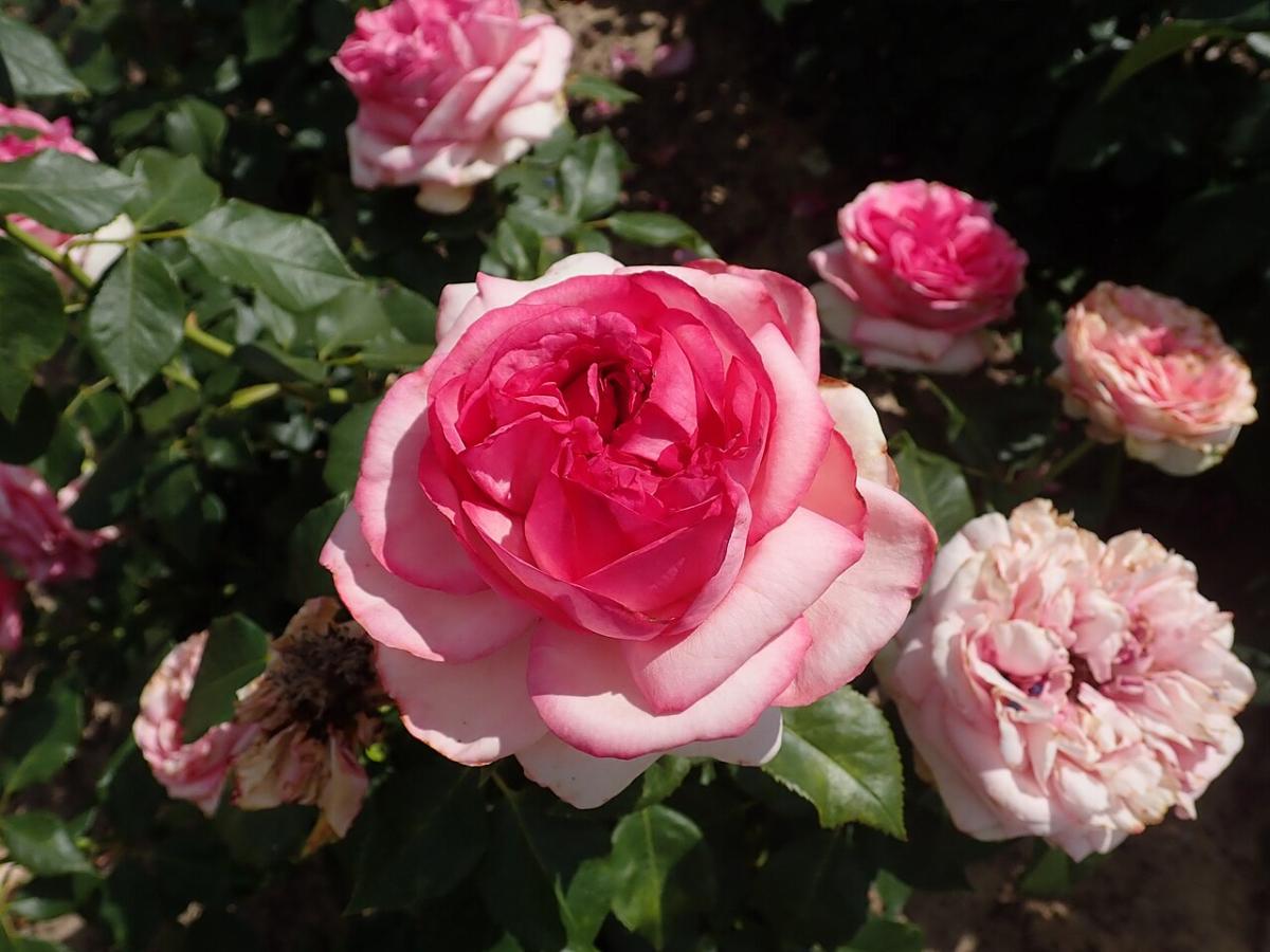 Rosier 'Walzertraum'
