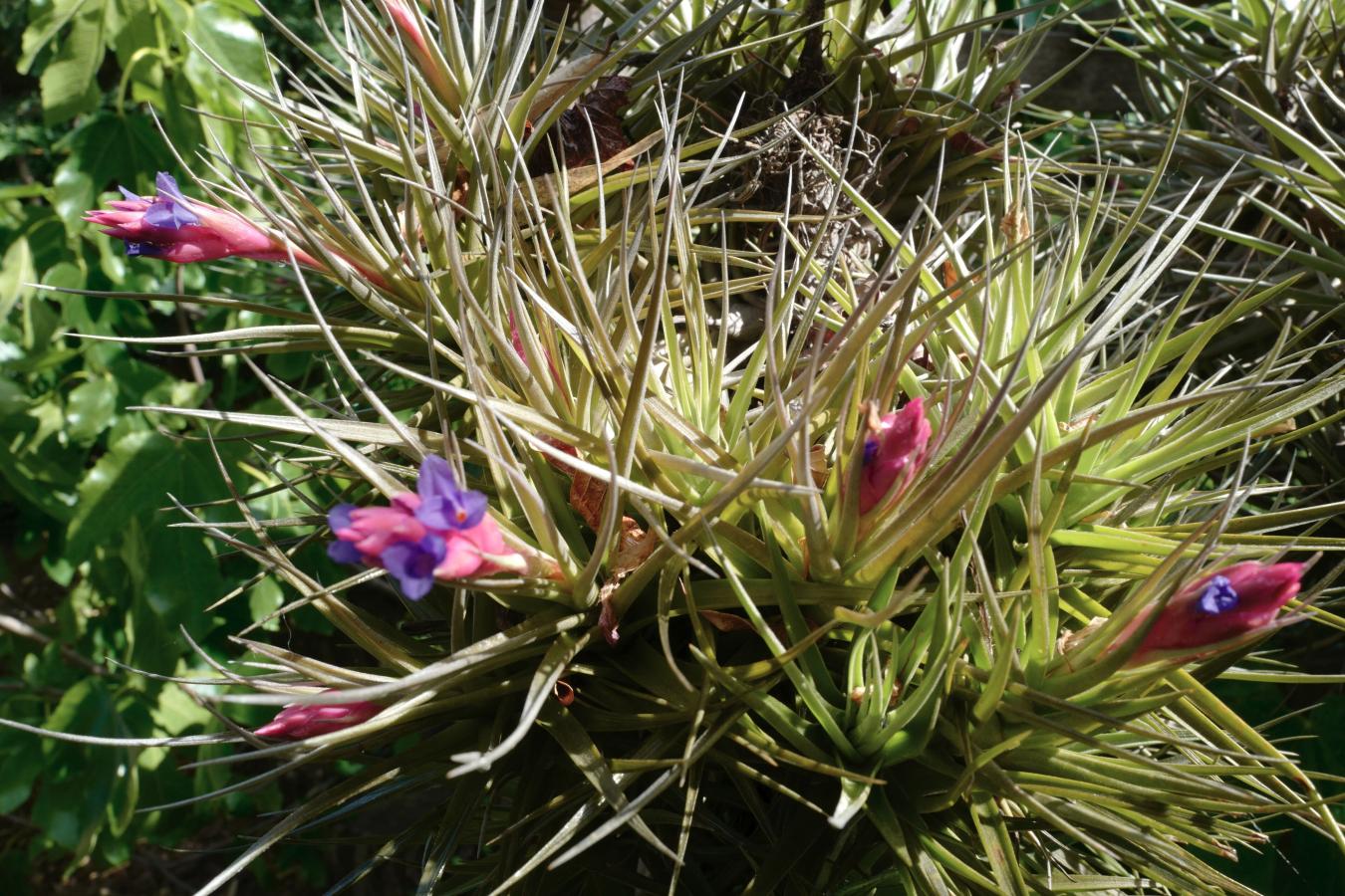 Tillandsia bergeri