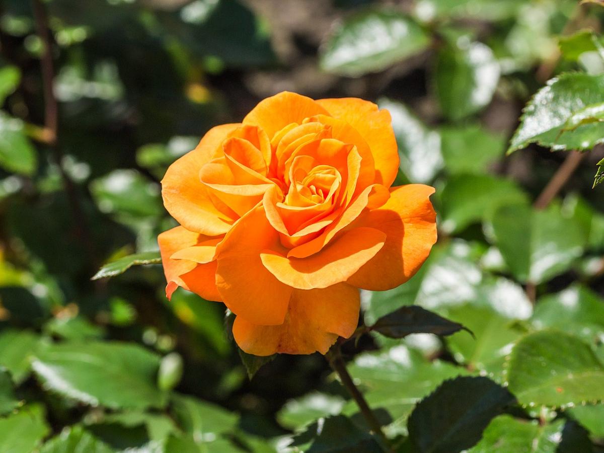 Rosier 'Westzeit'