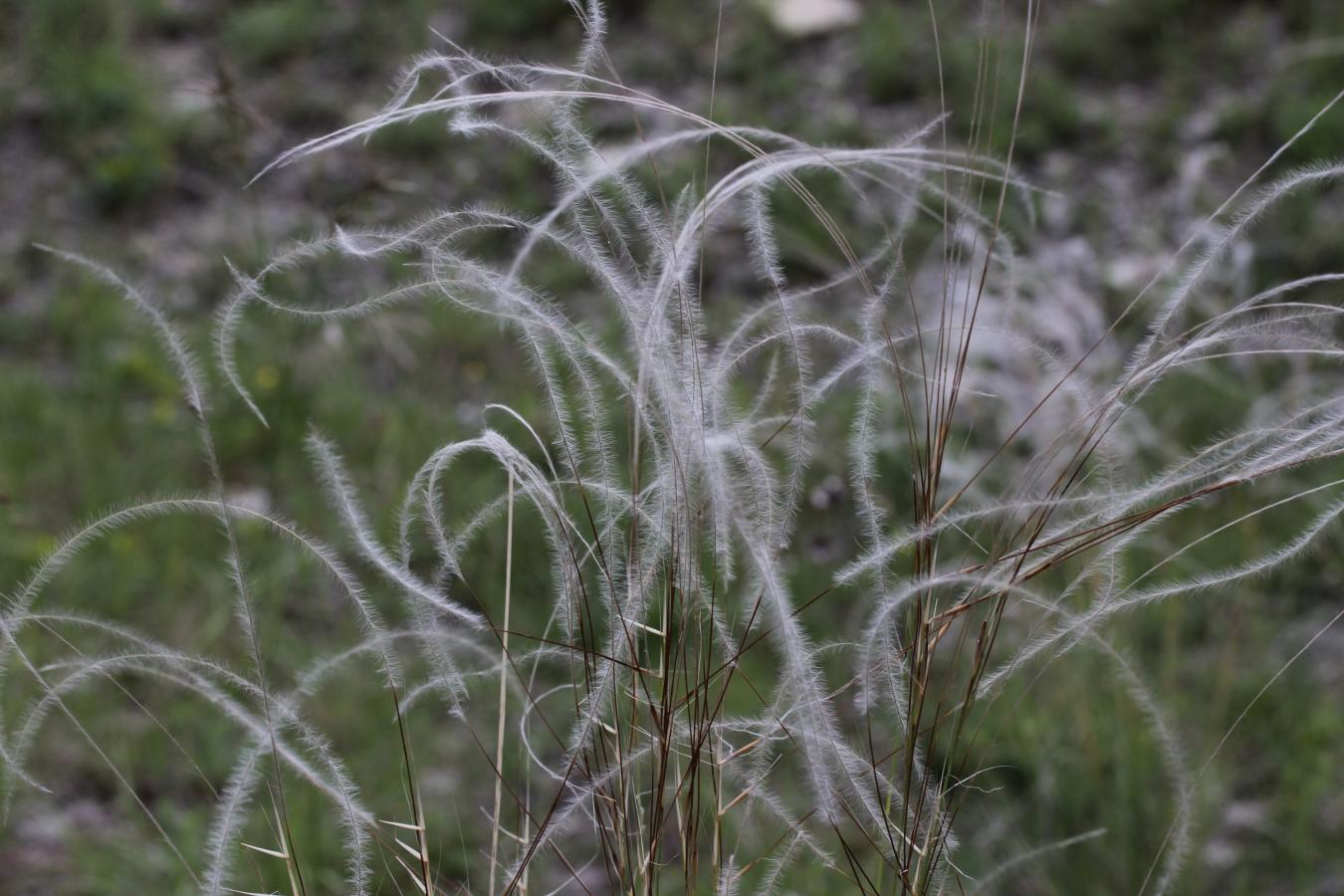 Stipa penn&eacute;