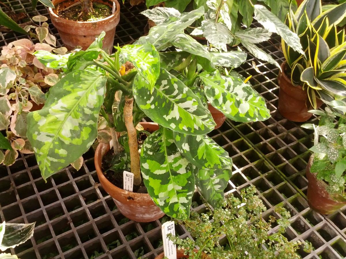 Aglaonema pictum