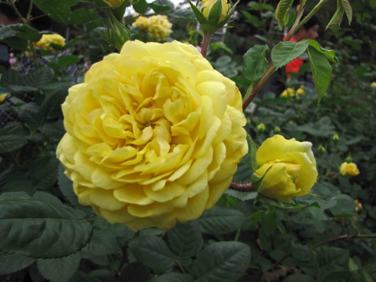 Rosier 'Yellow Meilove'