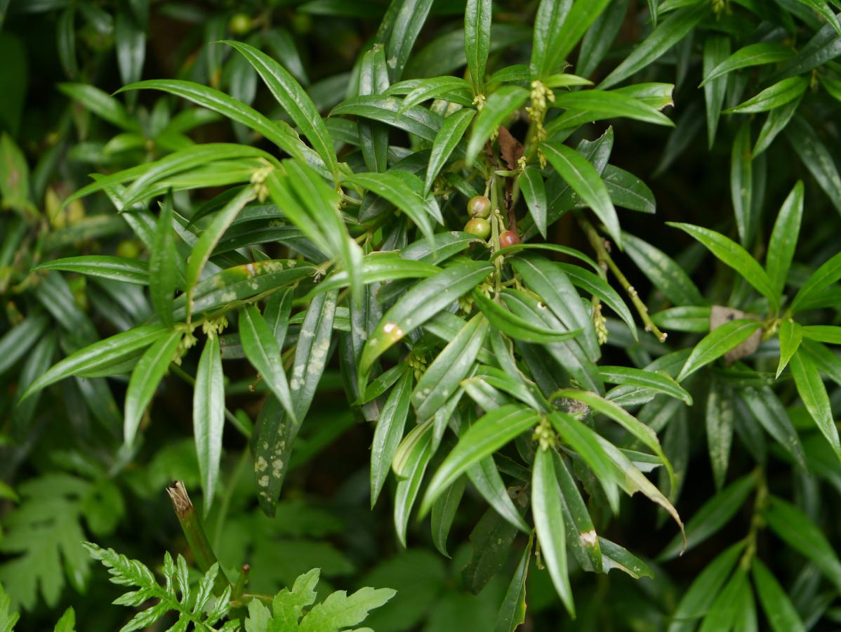 Sarcocoque à feuilles de Saule