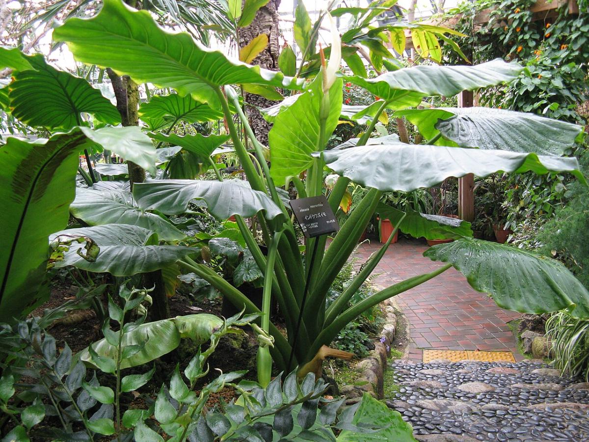 Alocasia macrorrhizos