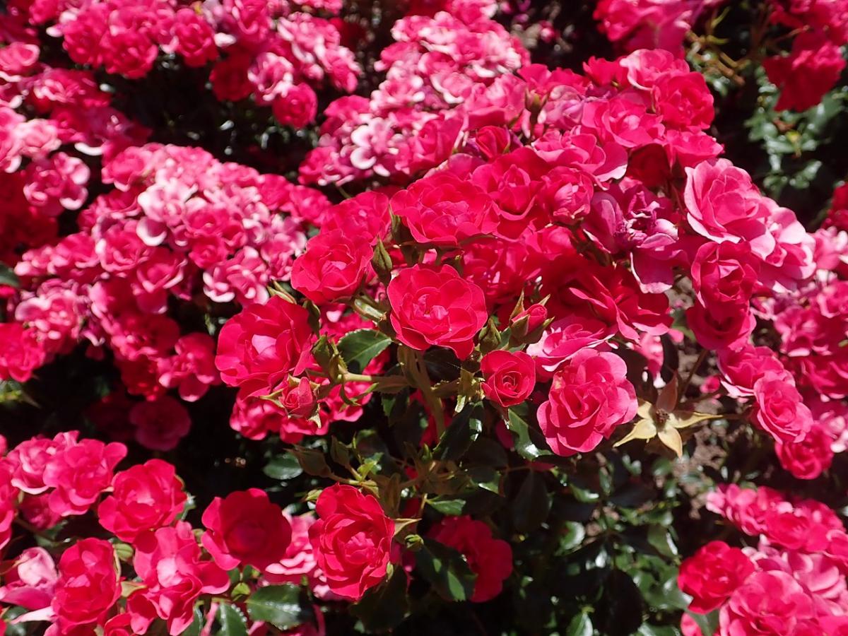 Rosier 'Balou'