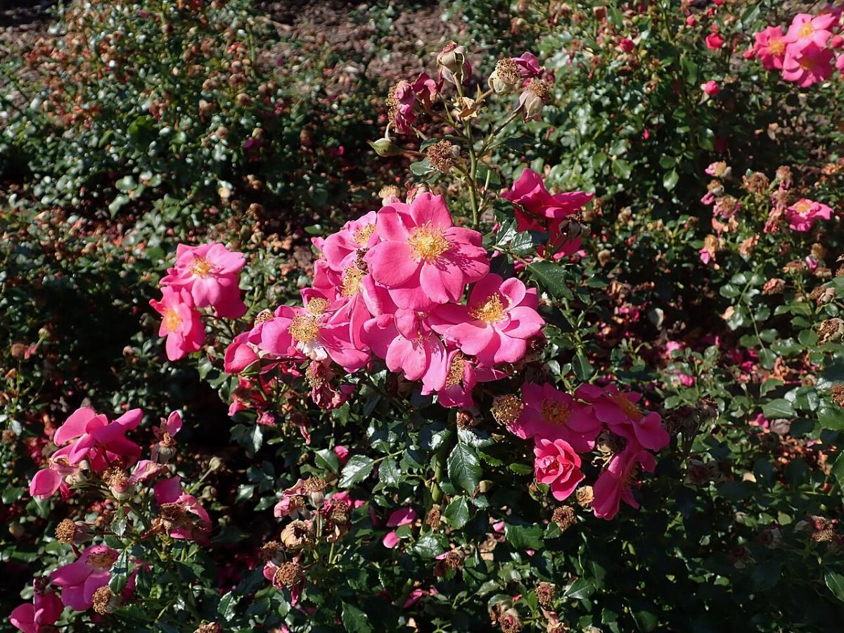 Rosier 'Bienenweide Rosa'