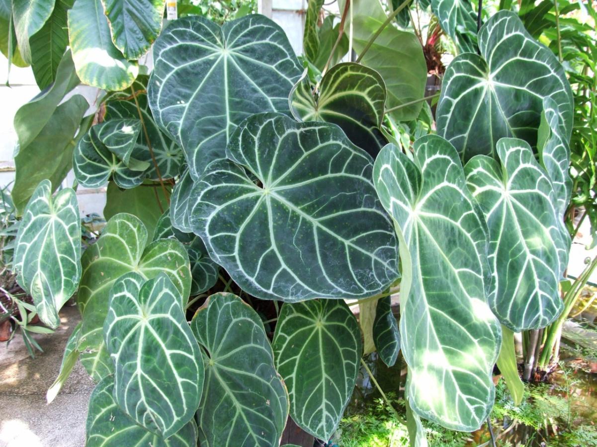 Anthurium magnifique