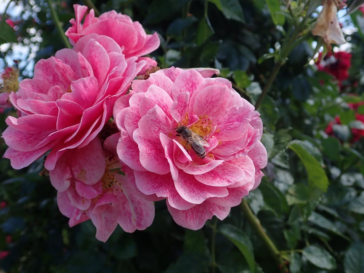 Rosier 'Camelot'