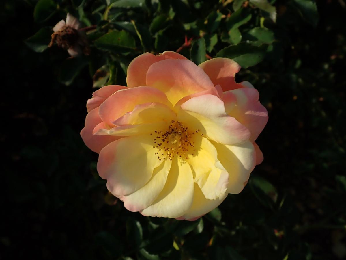 Rosier 'Candela'