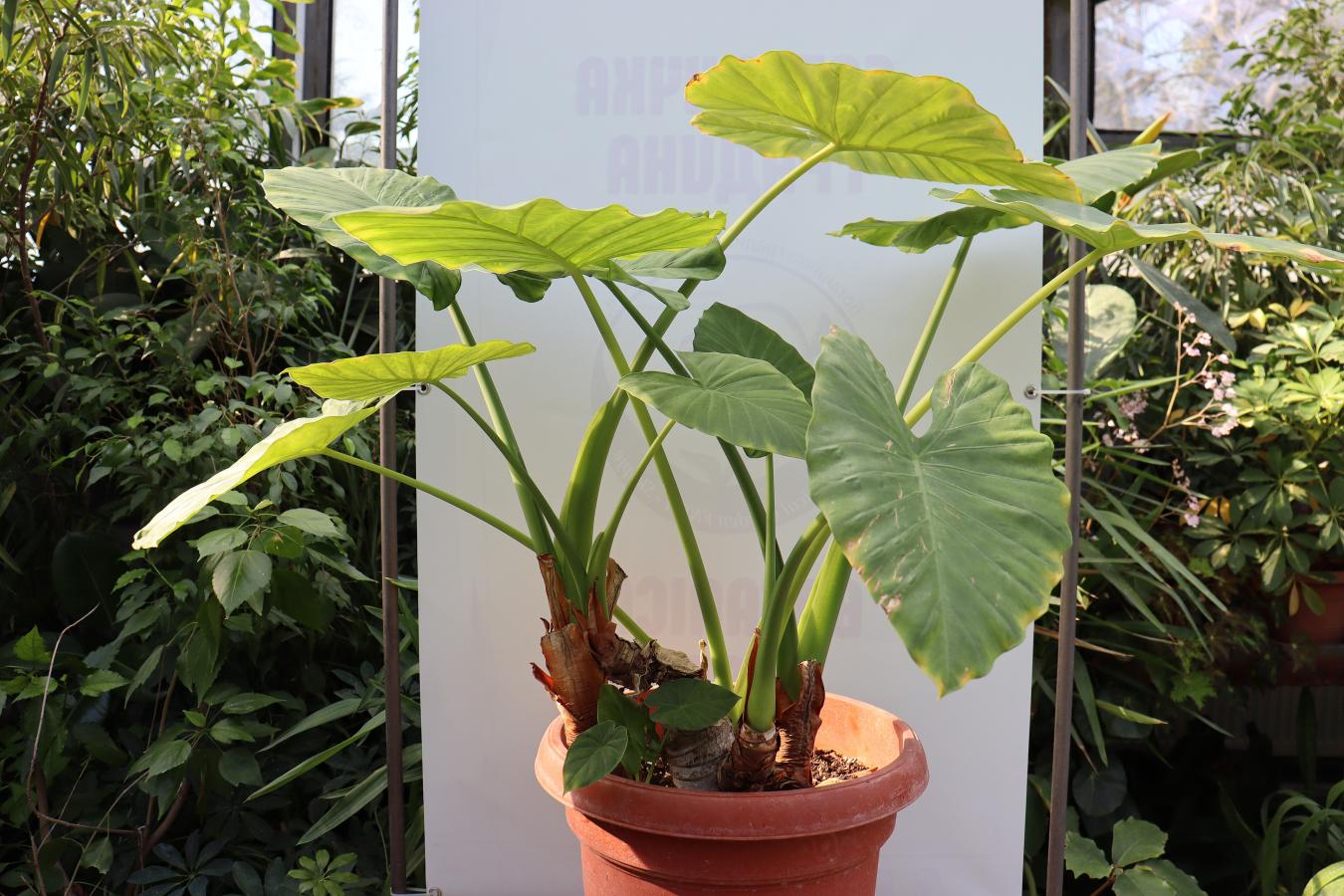 Alocasia odora