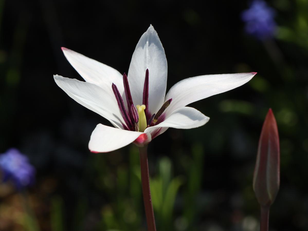 Tulipe de l'&Eacute;cluse