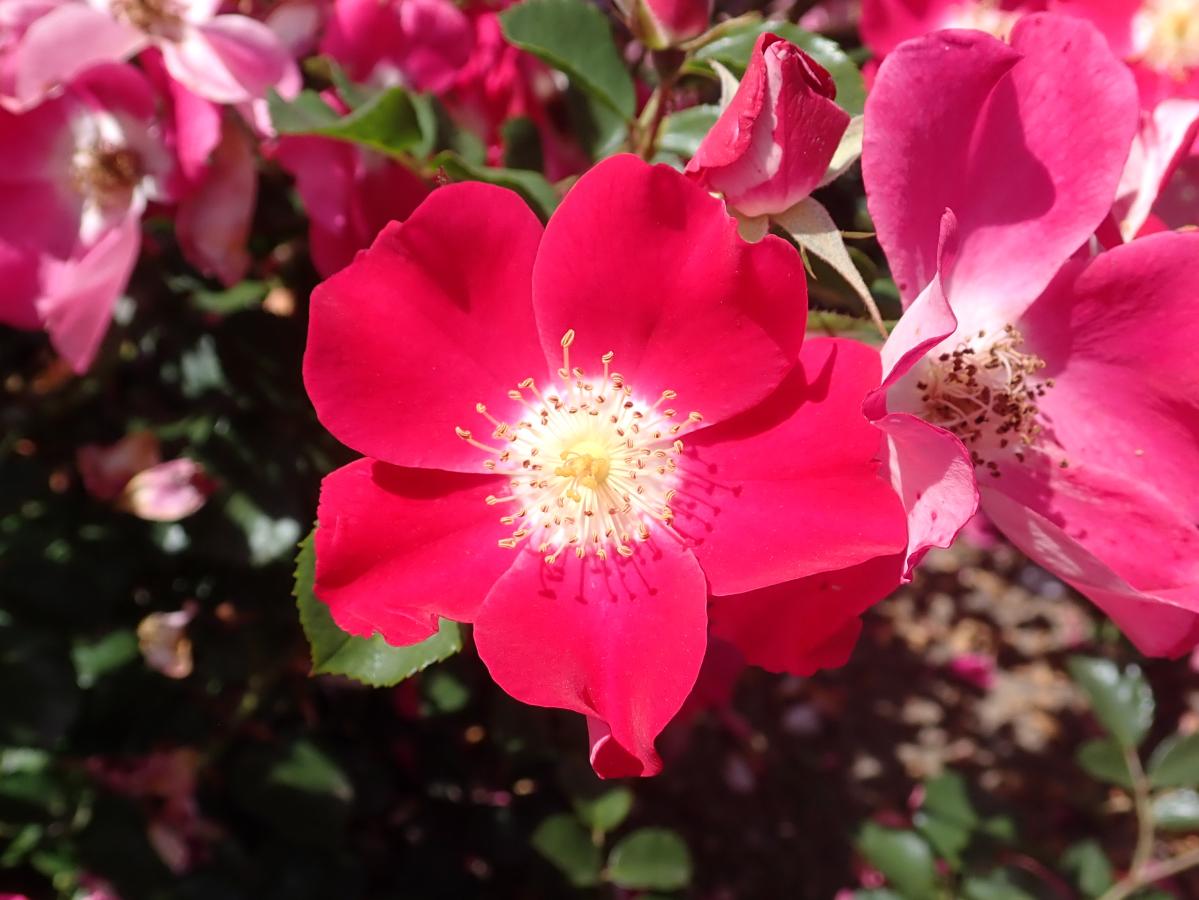 Rosier 'Candia Meidiland'