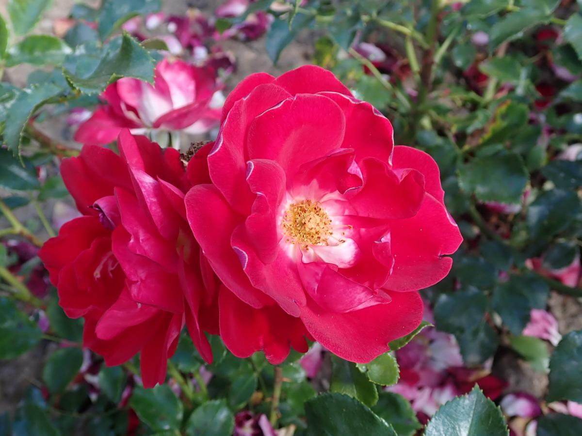 Rosier 'Caracho'