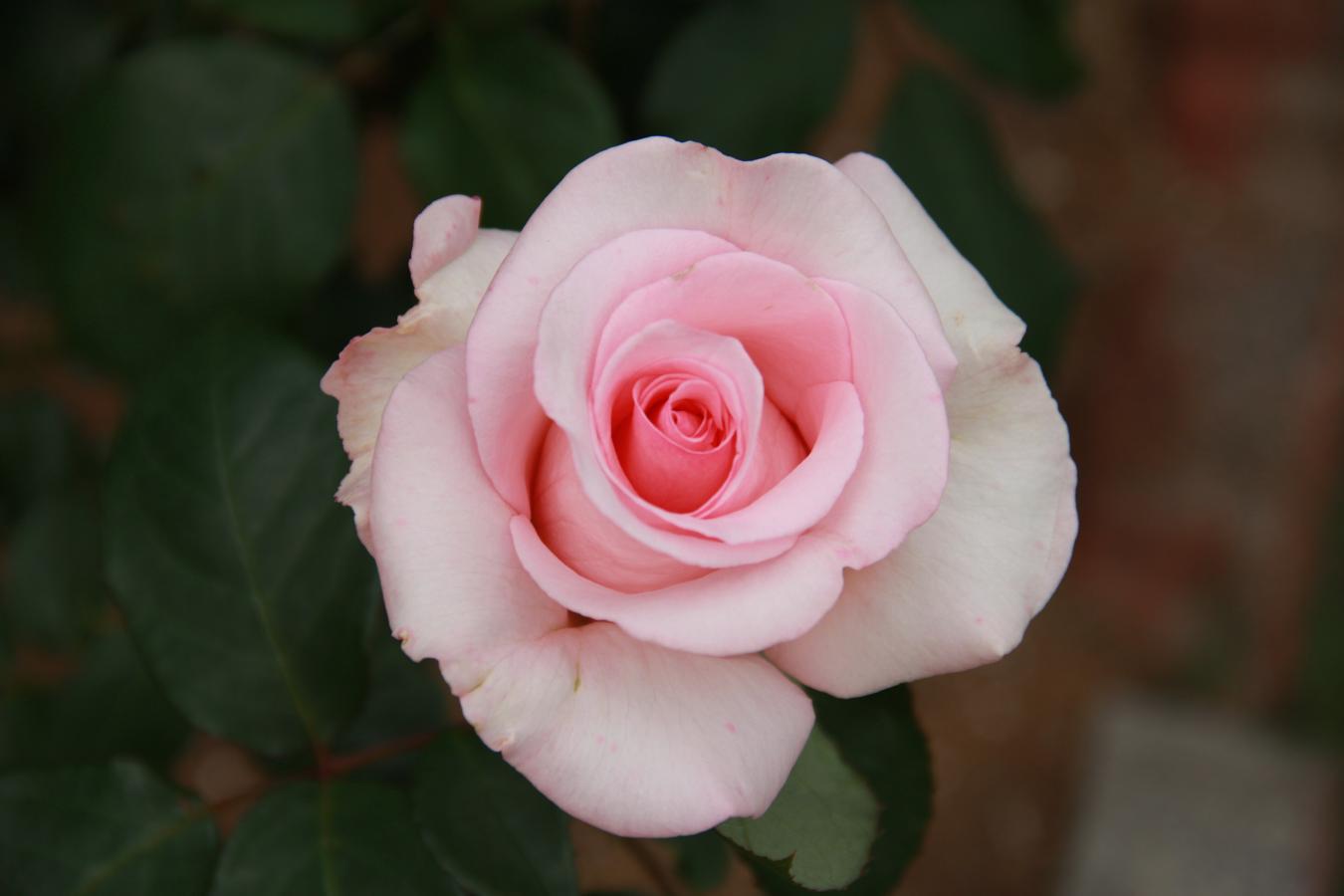 Rosier 'Flamingo'
