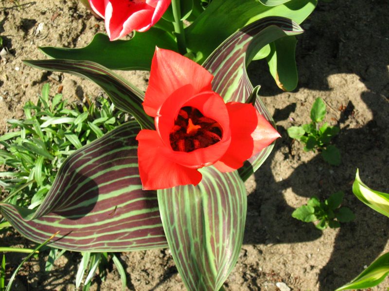 Tulipe de Greg