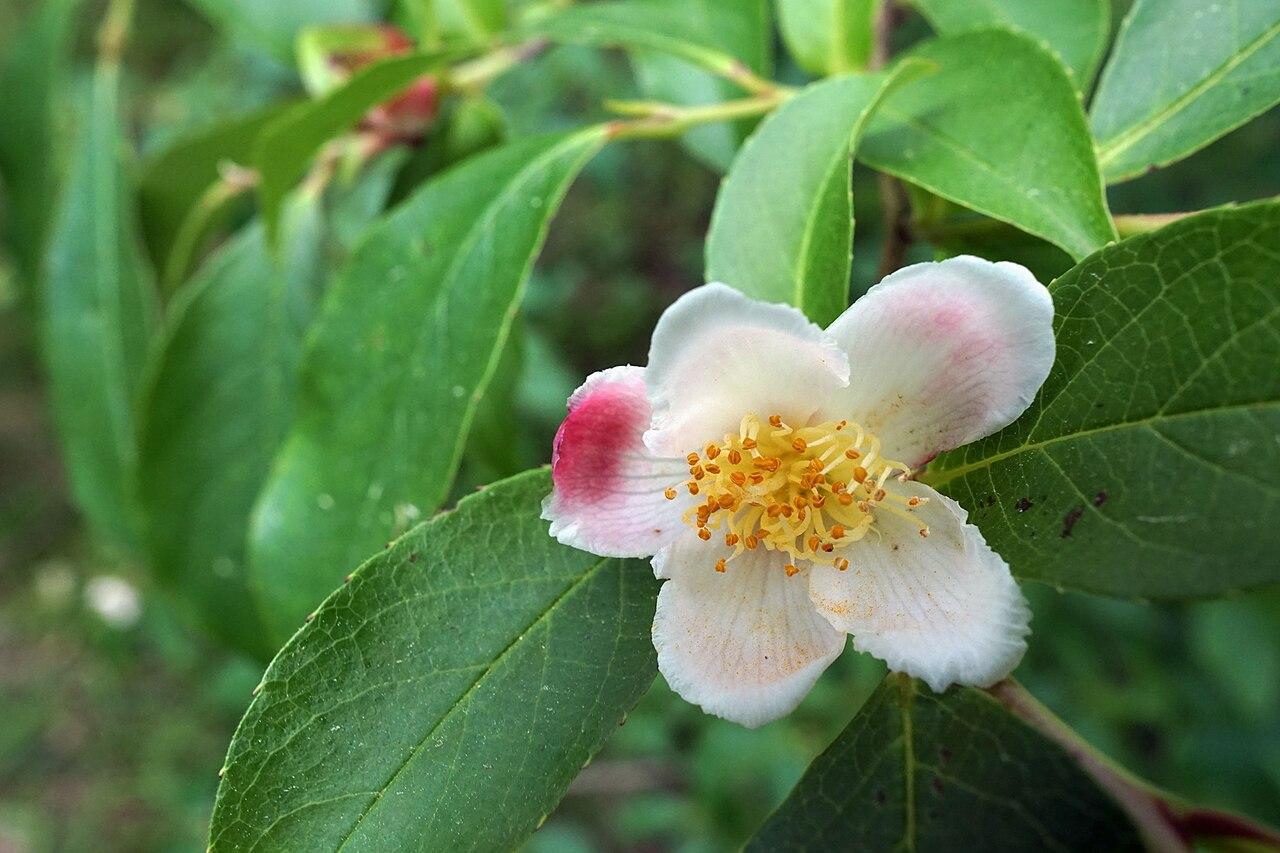 Stewartia &agrave; bec