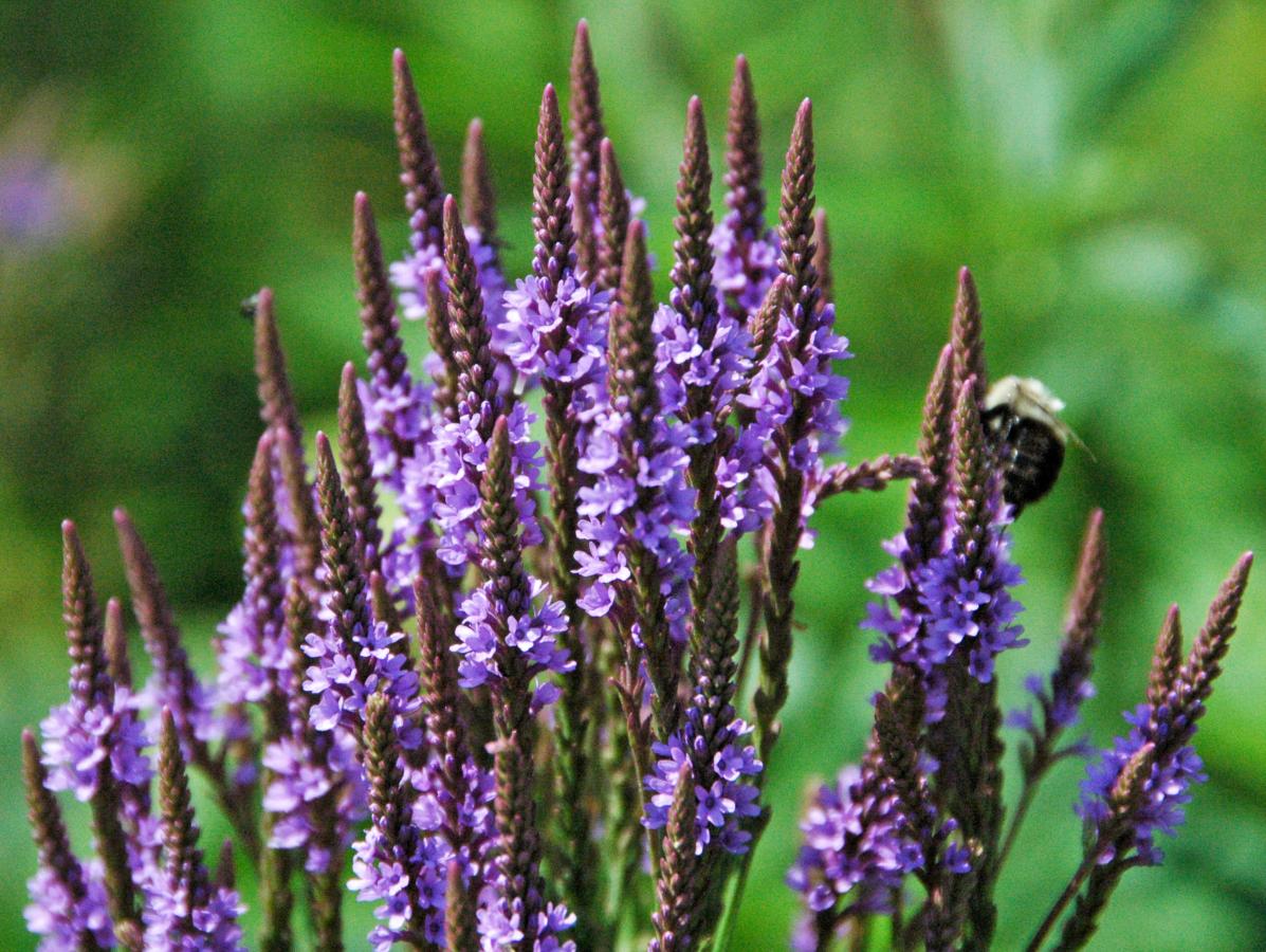 Verveine hast&eacute;e