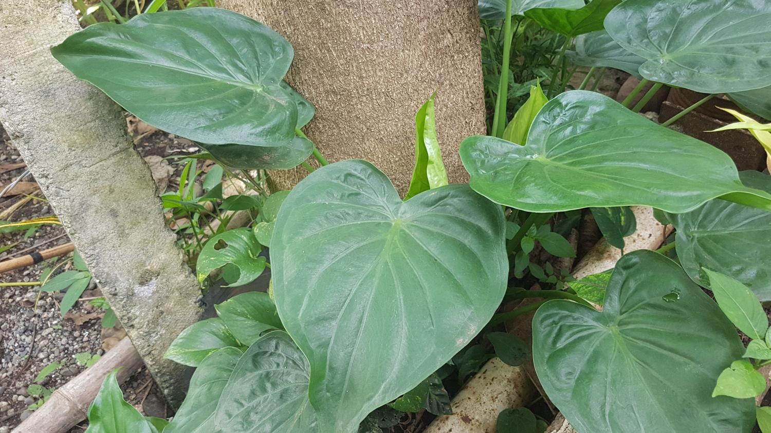 Alocasia cucullata