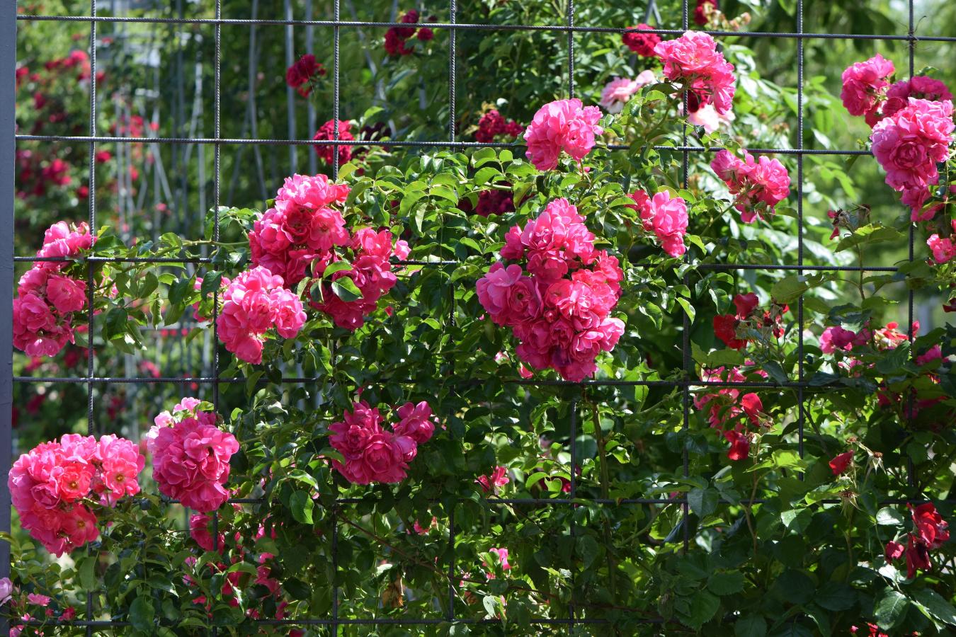 Rosier 'Heidetraum Plus'
