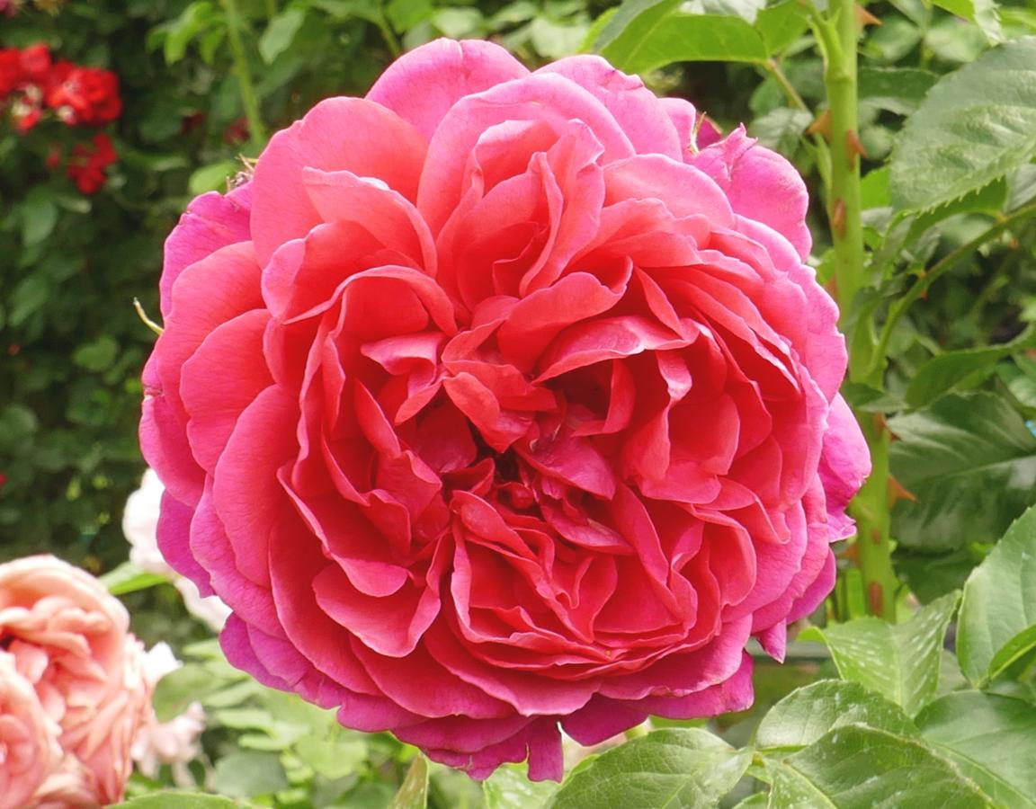 Rosier 'Soul'