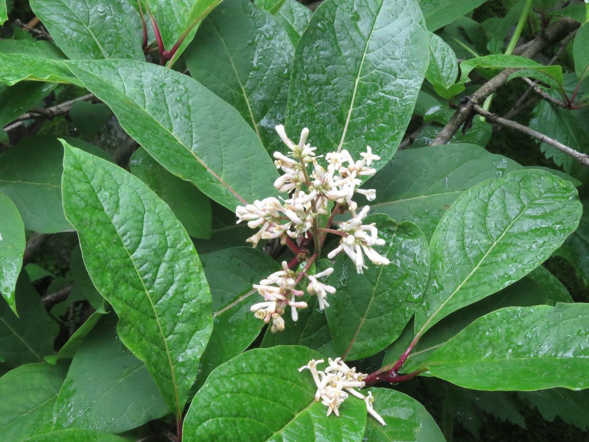 Lilas de l'Himalaya