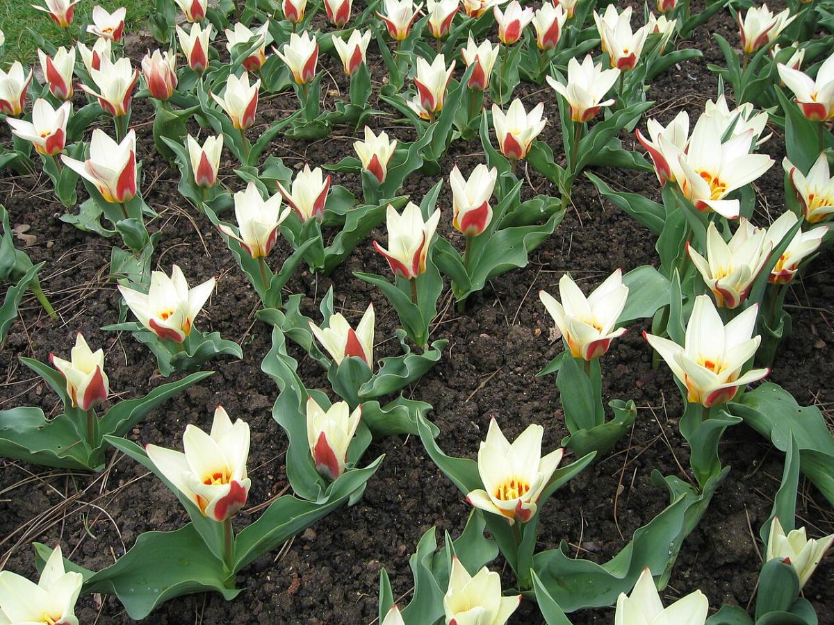 Tulipe n&eacute;nuphar