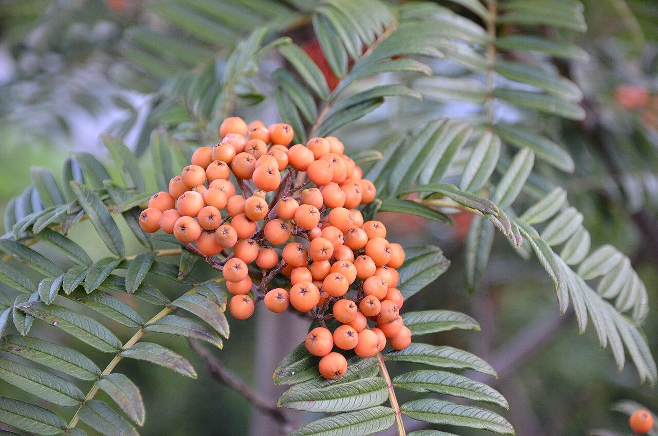 Sorbier &agrave; feuilles de foug&egrave;re