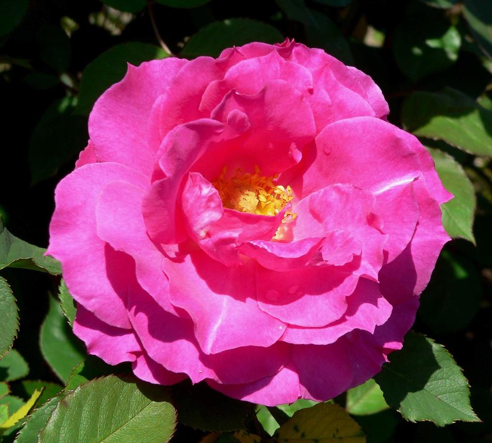 Rosier 'Neon'